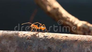 蚂蚁在阳光下爬树